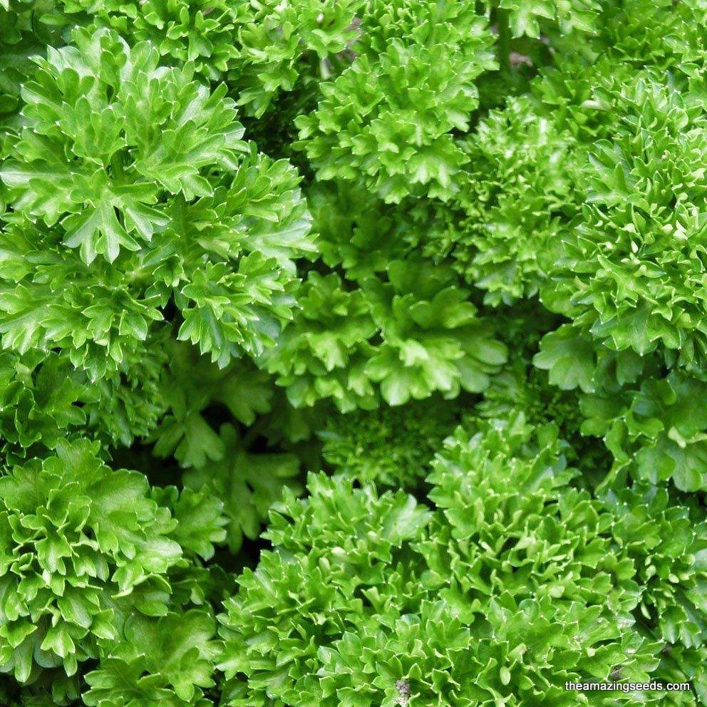 Curly parsley growing densely in the garden after midsummer planting.