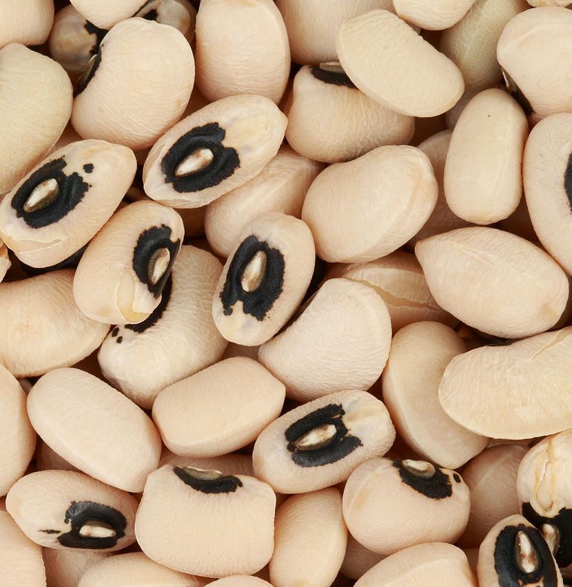 Cowpea seeds ready for planting—ideal heat tolerant crop for hot summer conditions