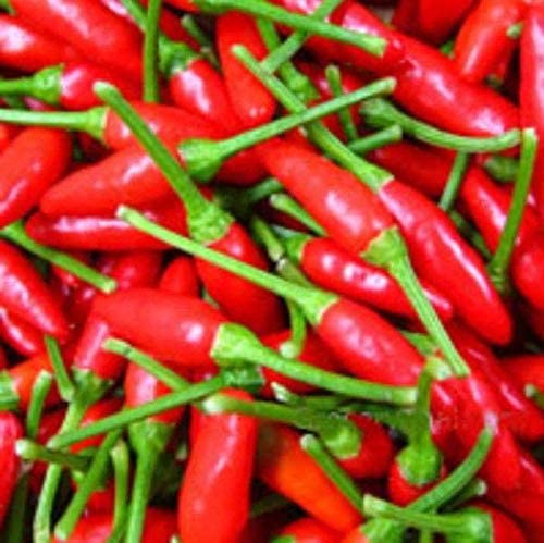 Hot Peppers harvested after midsummer planting in a home garden.