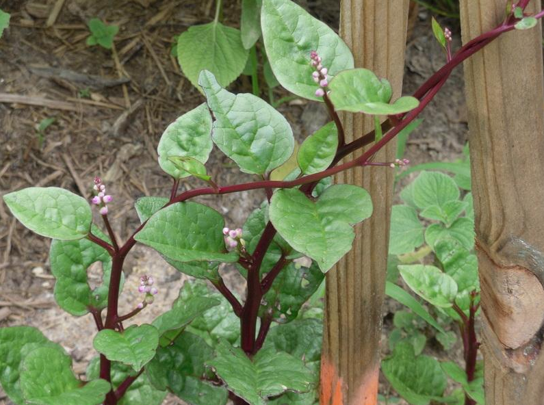 Vigorous Malabar spinach climbing on a trellis—a heat tolerant crop ideal for hot, humid summers