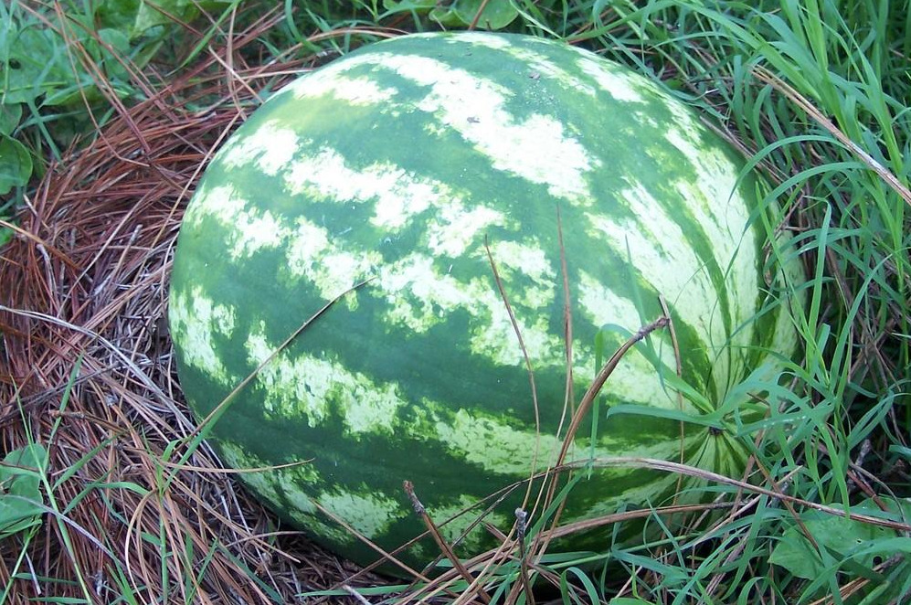 Crimson Sweet watermelon ripening on the vine—a juicy, heat tolerant crop suited for warm-season gardens