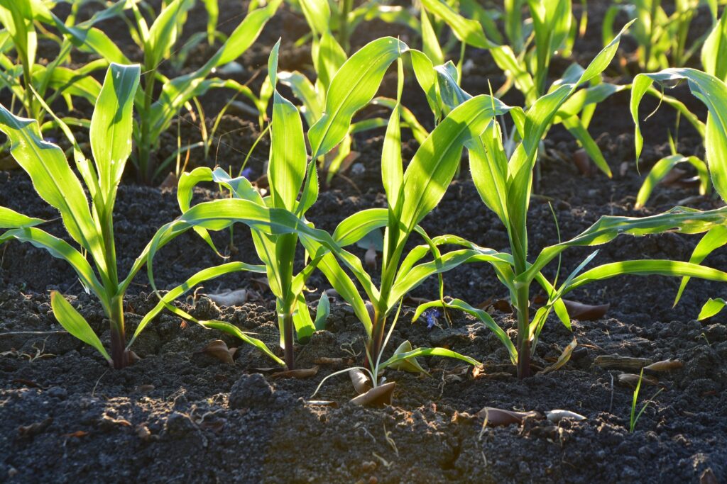 The June Gardeners’ Secret Weapon: Succession Planting 101 - A second planting of corn.