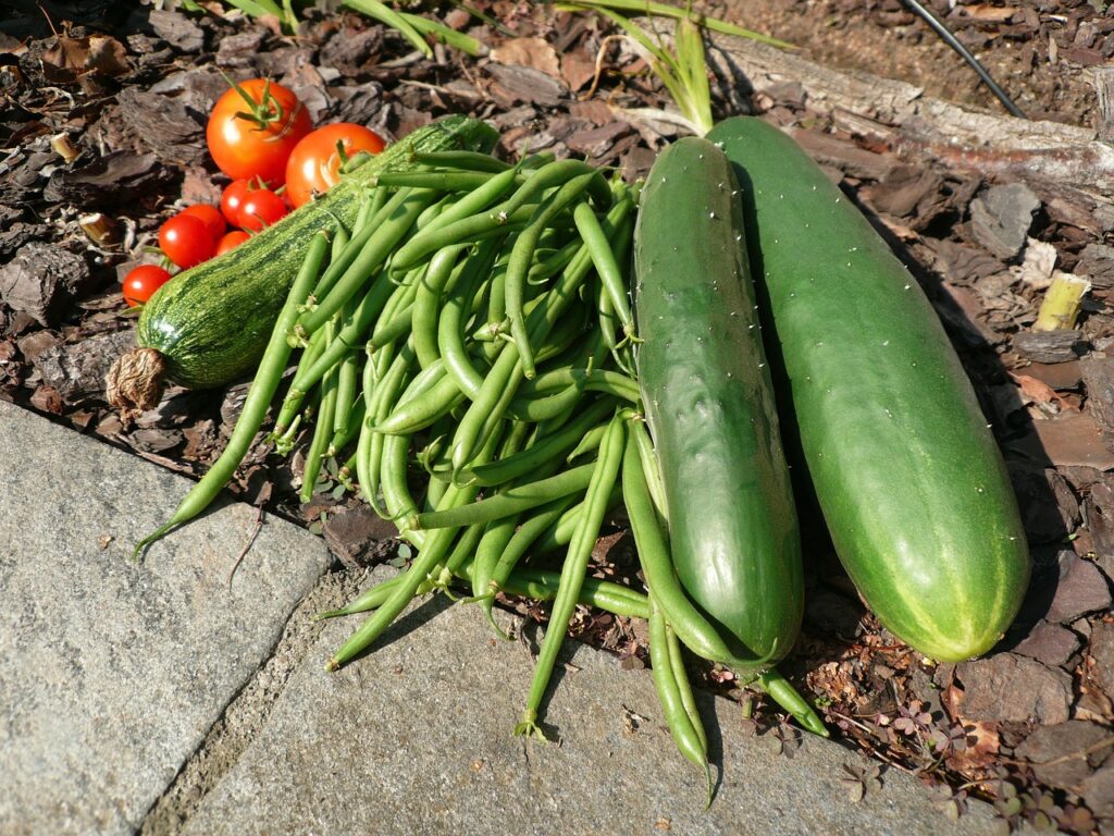 Garden vegetables including tomatoes, zucchini, cucumbers, and beans from midsummer planting.
