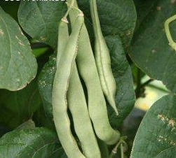 Abundant Kentucky Wonder pole bean pods on a mature vine, a welcome sight after overcoming a period of pole beans not flowering.