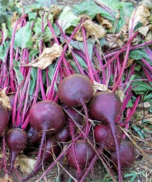 Freshly picked beets from the fall garden, still covered with soil and vibrant greens attached.
