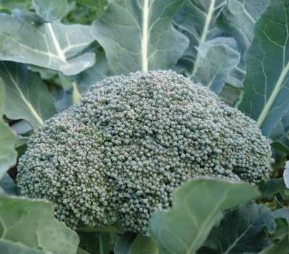 Close-up of a fresh broccoli head ready for harvest in a thriving fall garden.