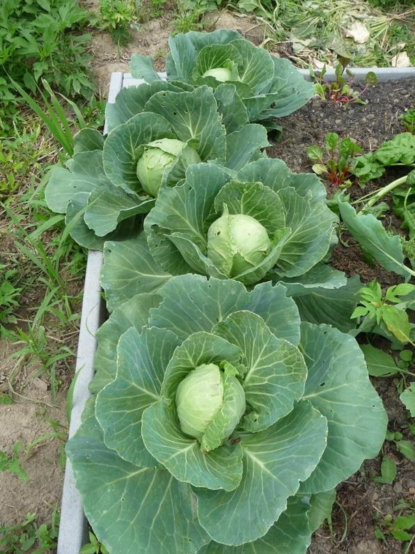 Row of Golden Acre cabbage maturing in a cool season fall garden.
