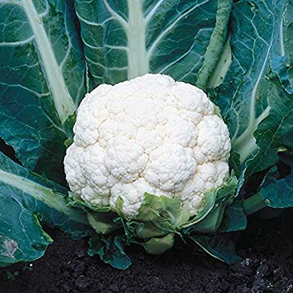 Close-up of a fresh cauliflower head ready for harvest in a thriving fall garden.