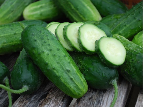 Boston Pickling Cucumbers with crisp green fruit—great to plant in July for quick harvests.