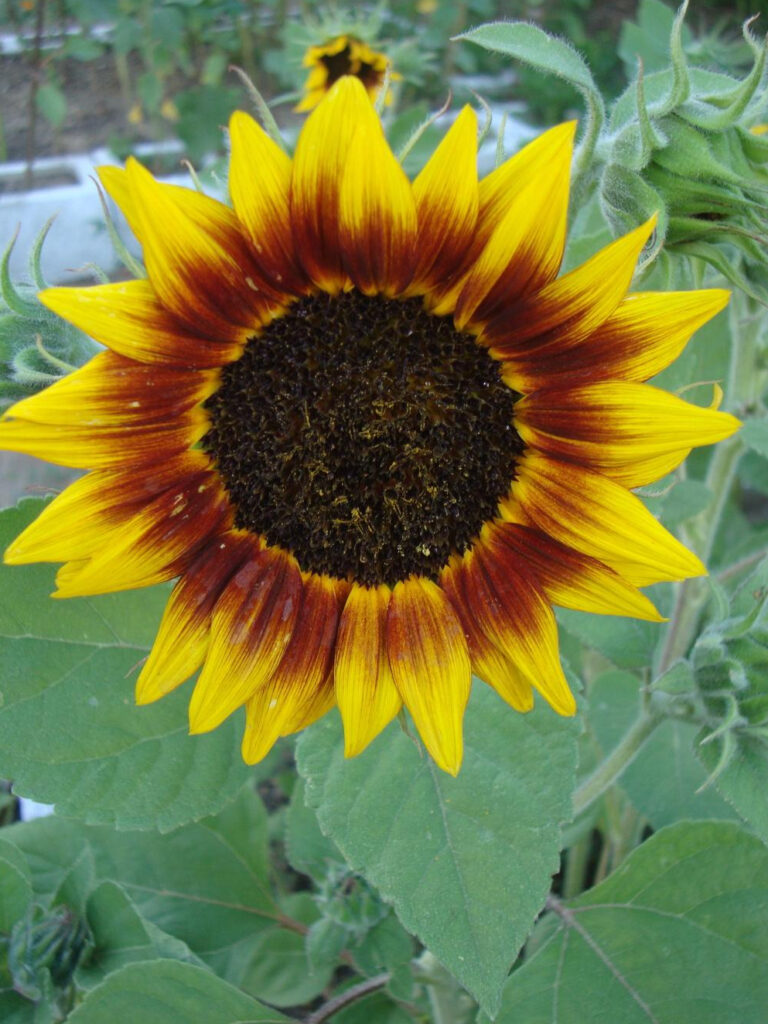 Detailed view of Autumn Beauty Sunflower petals with bold yellow tips and maroon centers grown in a home garden where sunflowers turned out shorter this year