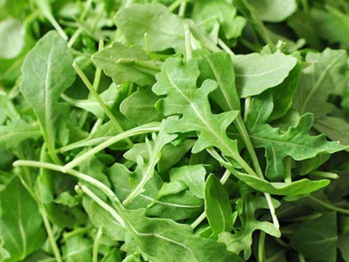 Freshly harvested arugula rouquette from a fall garden