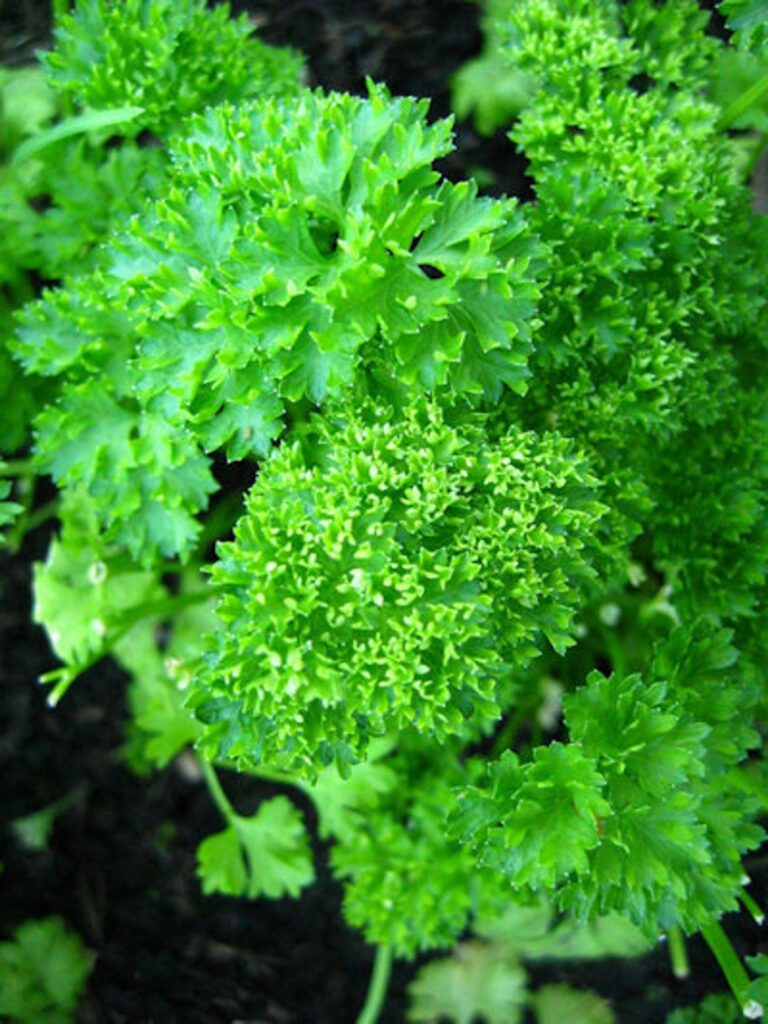 Close-up of fresh parsley in the fall garden, showing detailed green leaves and vibrant texture.