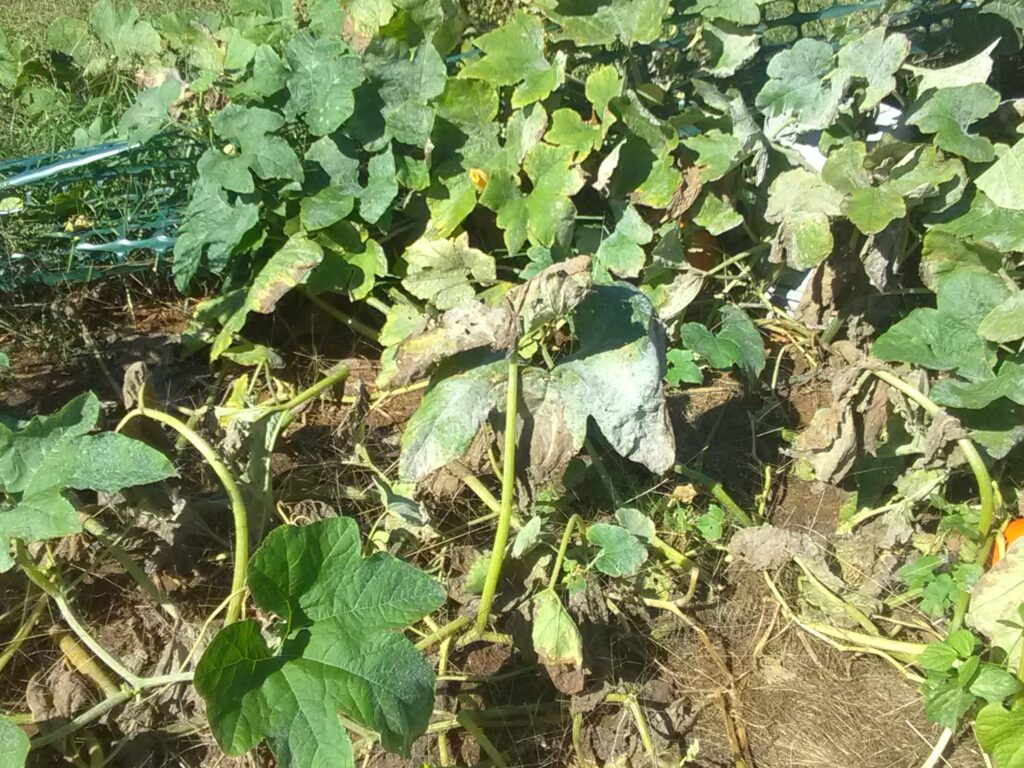 Winter squash affected by powdery mildew, one of the most Common Fruit and Vegetable Diseases in home gardens.