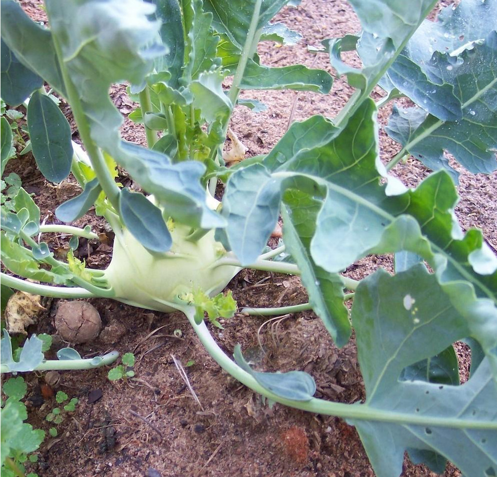 Early White Vienna kohlrabi growing in the fall garden, with pale green bulbs and upright leafy tops.