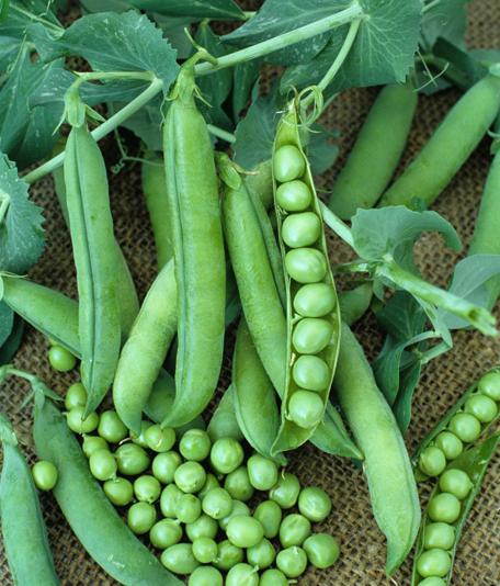 Freshly picked pea pods from the fall garden, with plump green shells and trailing vines.