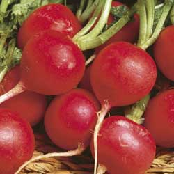 Radishes are perfect for late July planting in Pittsburgh.