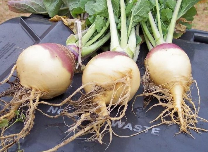 Freshly harvested rutabagas from the fall garden, with golden-purple roots and leafy tops.