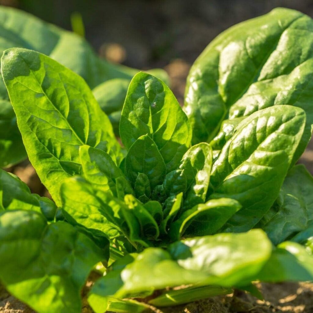 Giant Noble Spinach thriving in a cool season fall garden