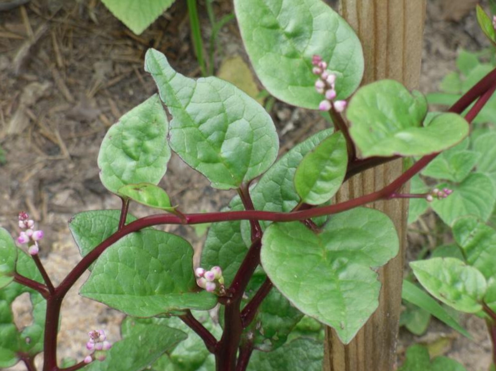 Red Malabar Spinach climbing on a trellis—a heat-loving green to plant in July for vigorous summer growth.