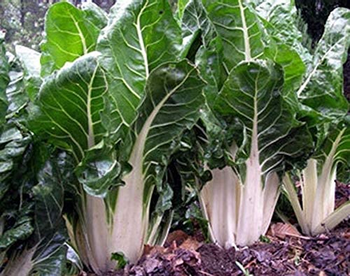 Lucullus Swiss chard in the fall garden, with crinkled green leaves and thick white stems ready for harvest.