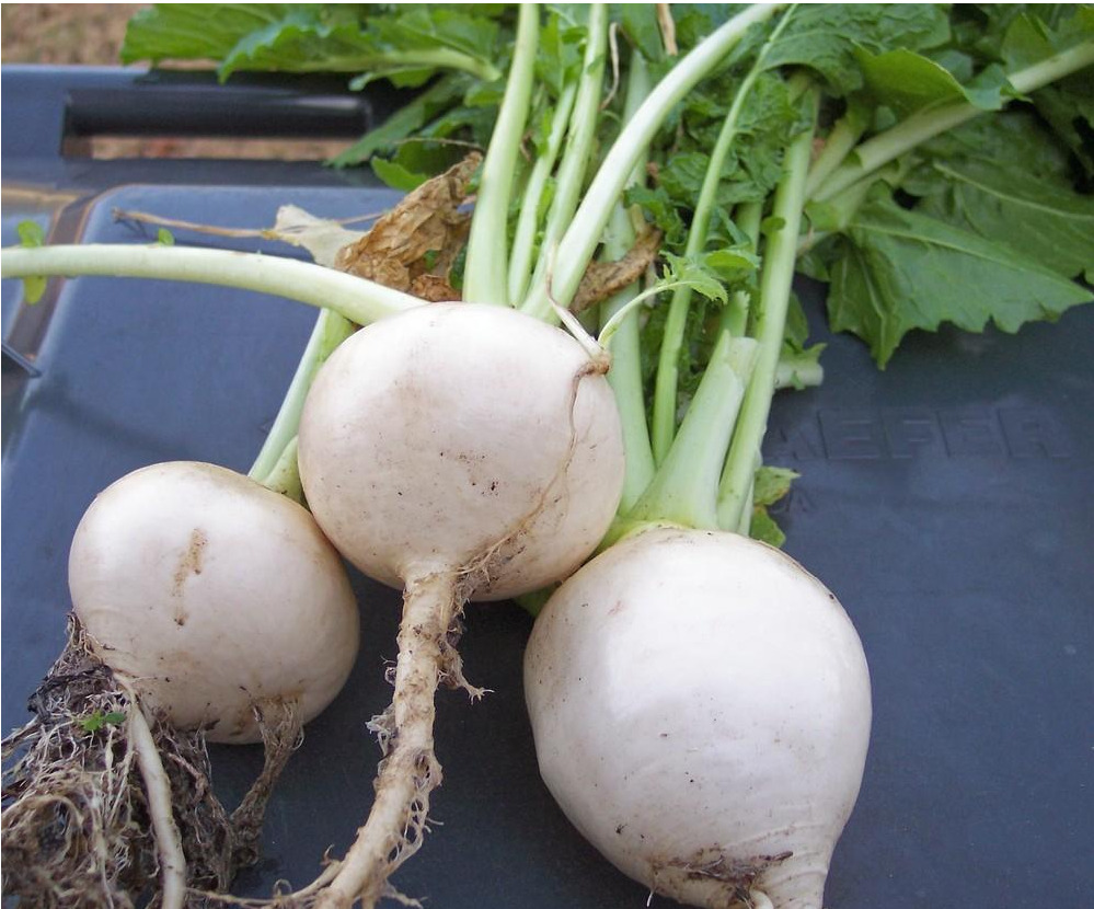 Just-picked white egg turnips from the fall garden, with crisp greens and soil-dusted roots.