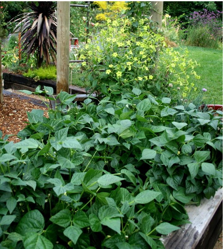 Vibrant bean plants in a home garden, an example of strong growth before bean plants die from pests or disease.