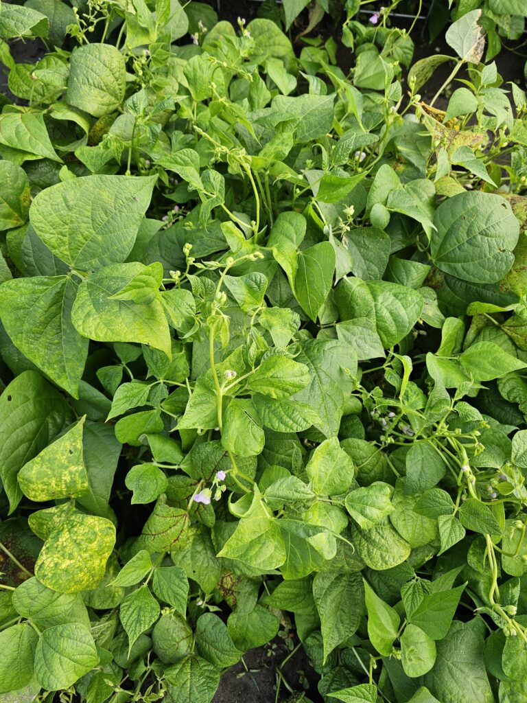 Bush beans growing runners among dense green foliage, showing short vining growth and some yellow-spotted leaves caused by environmental stress or nutrient imbalance.