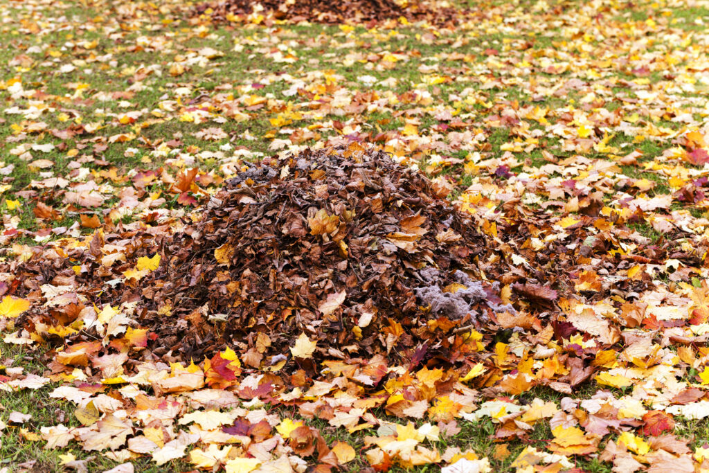 Pile of autumn leaves ready to be used as mulch in a fall garden in Central Texas.