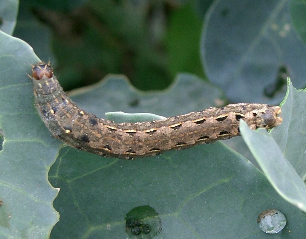 Cutworm on leaf — common pest that can make bean plants die suddenly by chewing through stems at soil level.