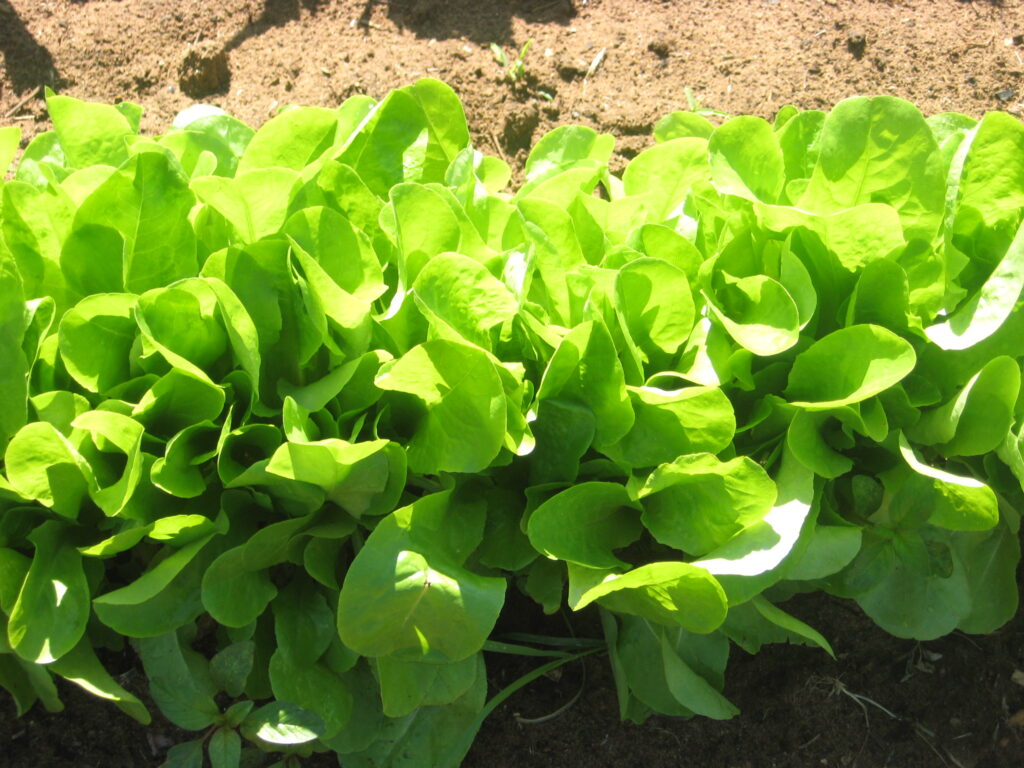 Fresh green lettuce growing in rich soil, a healthy crop for a fall garden in Central Texas.