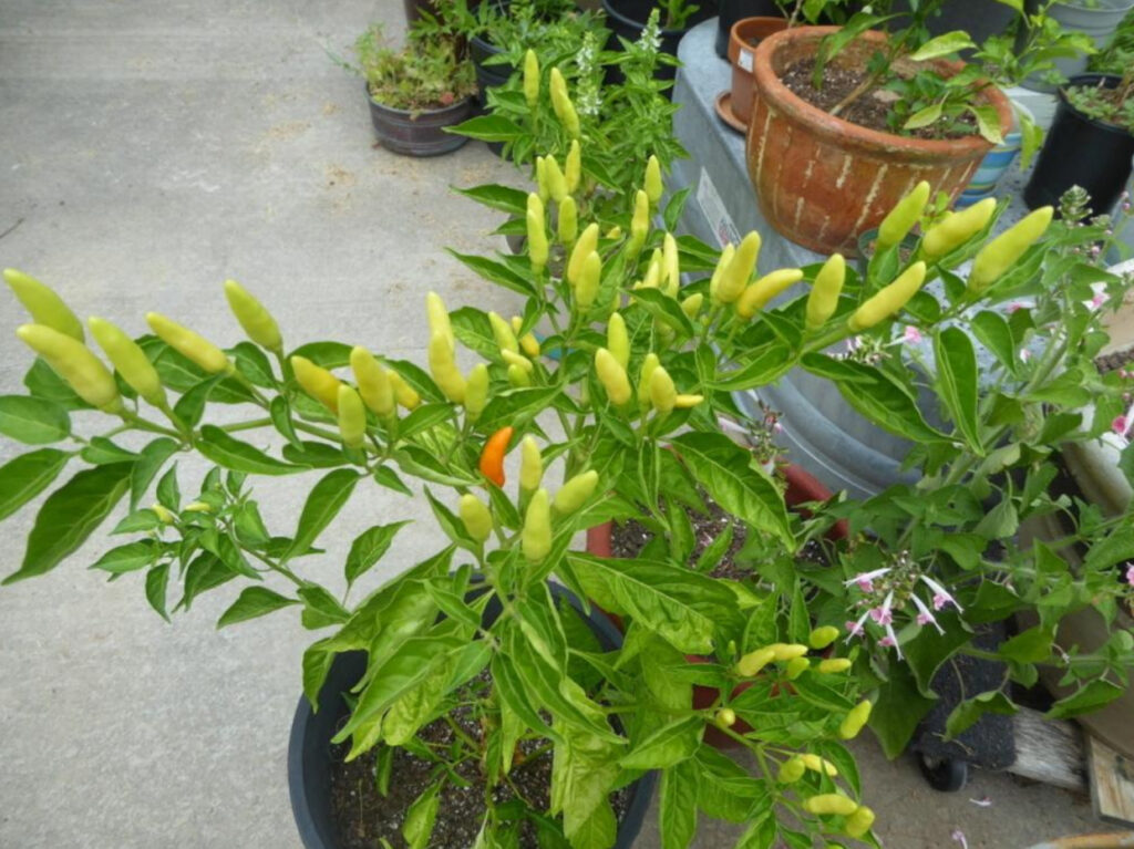 Potted hot pepper plant with unripe yellow-green peppers and healthy foliage, showing fruit set after early signs of pepper plants not blooming