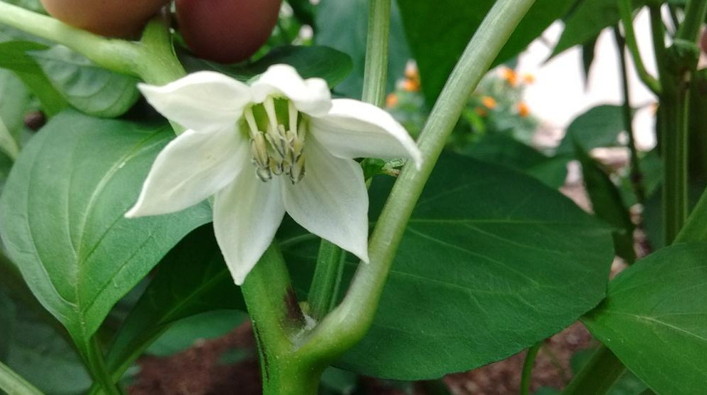 Close-up of a healthy white blossom on a pepper plant, a promising sign after issues with pepper plants not blooming