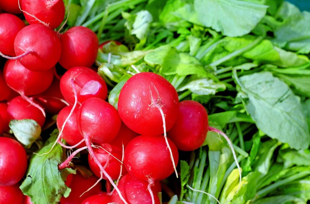 Radishes harvested from a successful August garden.