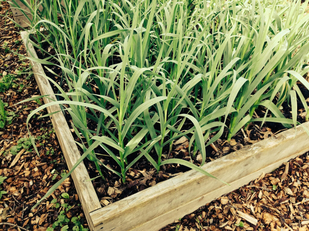 Healthy vegetable growth in a wooden raised bed, ideal for a fall garden in Central Texas.