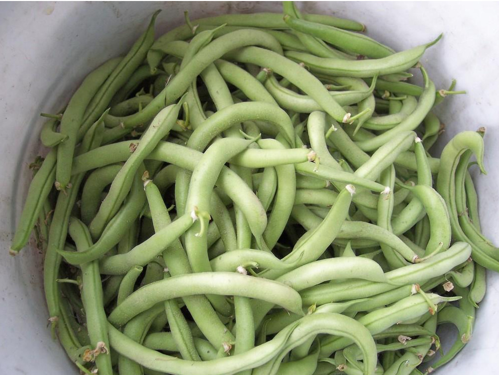 Heirloom Contender green beans in a five gallon pail after being harvested from a September garden.