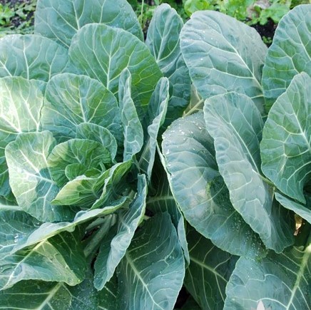 Georgia collards producing a lush harvest of leafy greens in the September garden.