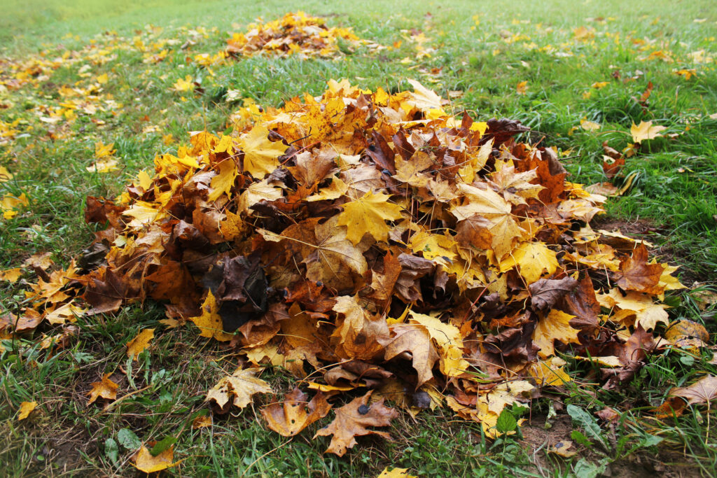 Fall and Winter Vegetable Gardening – autumn leaves mulched in the garden to prepare beds for cold weather planting.