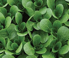 Fall and Winter Vegetable Gardening – hardy corn is perfect for winter salads.