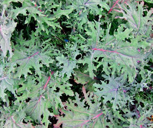 Red Russian kale with frilled green leaves and purple stems in a September garden.