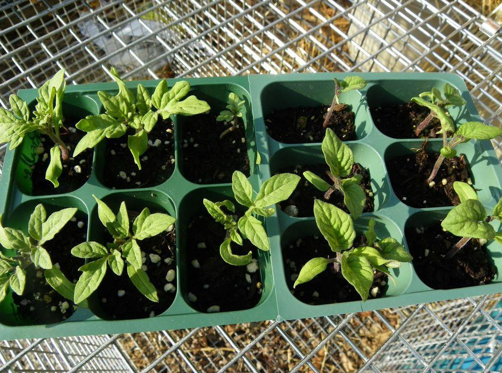 Fall and Winter Vegetable Gardening – tomato plants growing in trays under protection.
