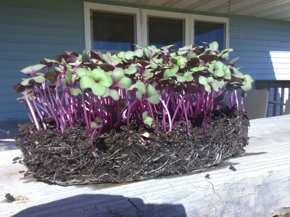 October in the Heirloom Garden with fresh Red Acre microgreens growing in soil.