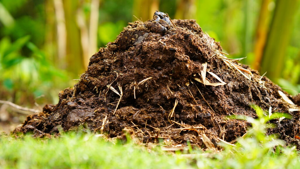 A rich pile of compost and manure used to nourish the soil before heirloom garden seeds are sown.