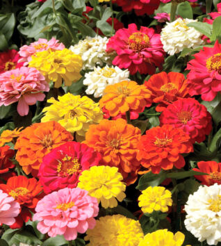 Colorful zinnia flowers grown from heirloom garden seeds bringing vibrant life to the summer garden.