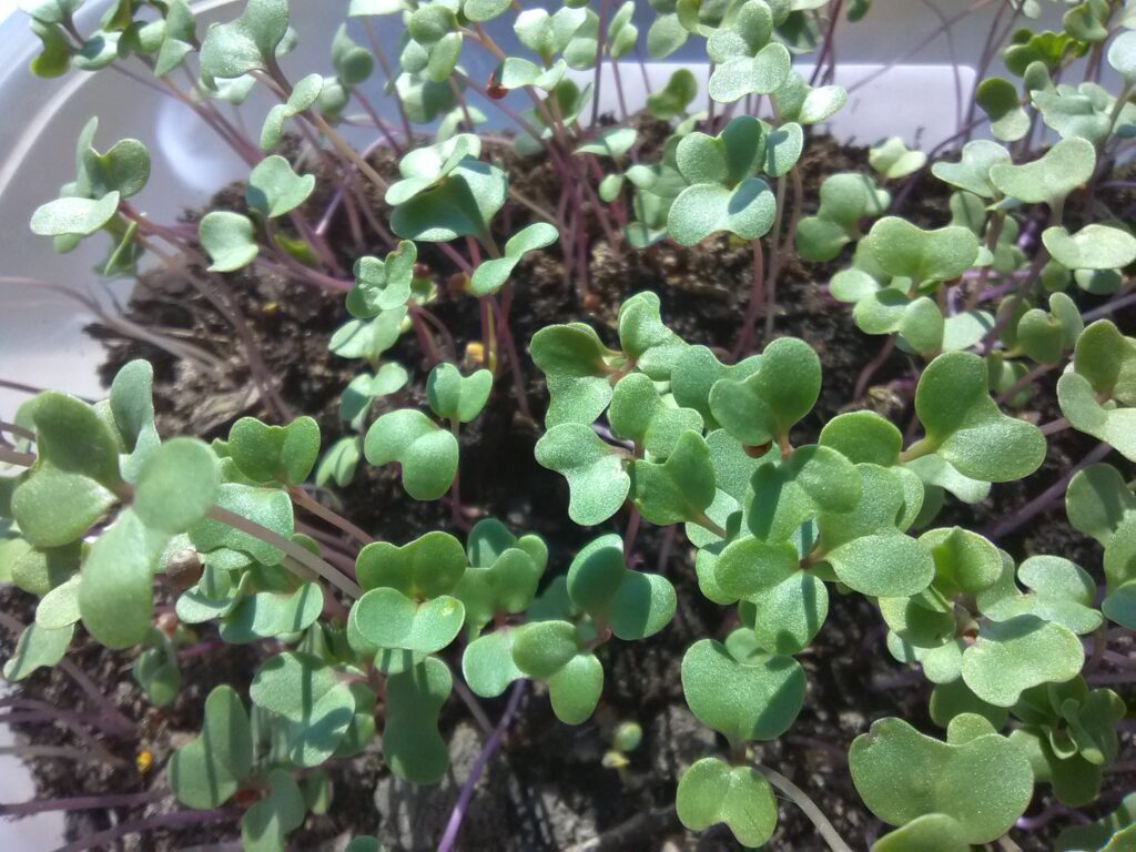 How to grow microgreens – healthy broccoli microgreens with bright green leaves and purple stems.