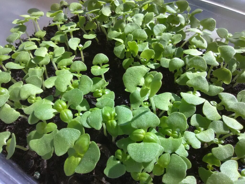 How to grow microgreens successfully – healthy seedlings showing early growth stage.