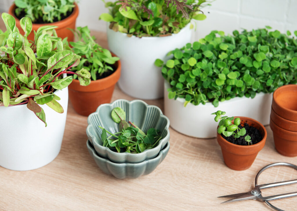 Windowsill gardening – healthy indoor vegetables and herbs ready for harvest from bright, sunny pots.