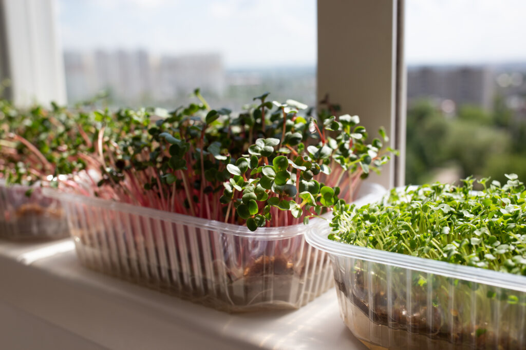 Windowsill gardening – lush green and red microgreens thriving in clear plastic containers near a window.