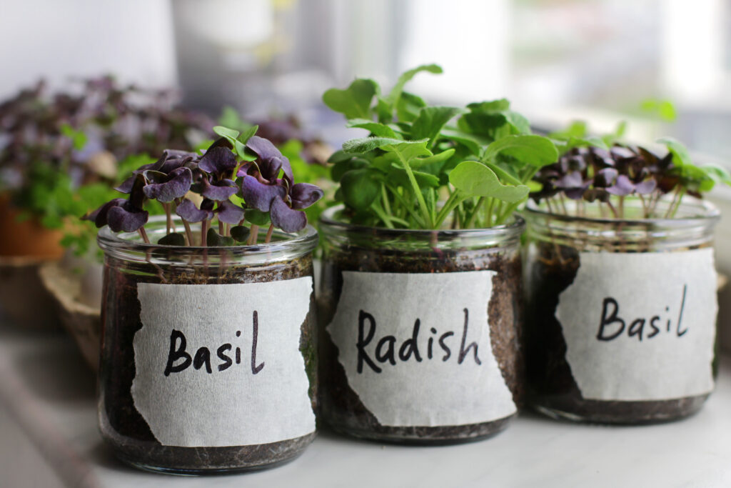 Windowsill gardening – young basil and radish microgreens thriving in small glass containers by a sunny window.