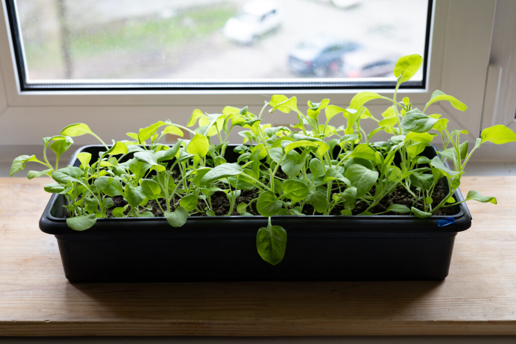 Windowsill gardening – young plants growing in a black planter box placed on a bright indoor windowsill.