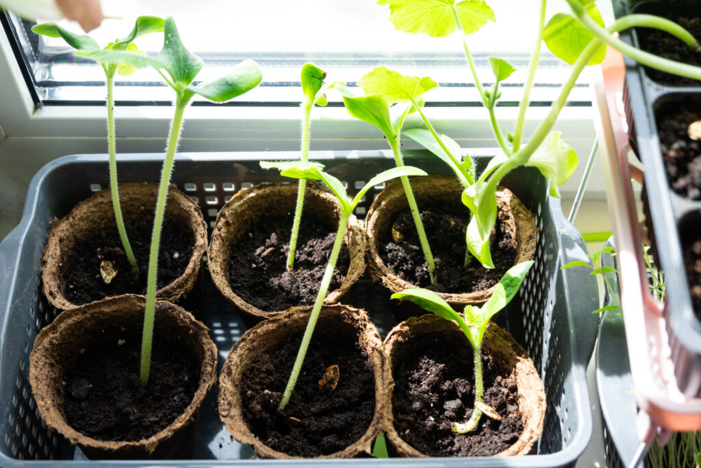 Windowsill gardening – young leggy seedlings growing tall and thin from insufficient light near a bright window.